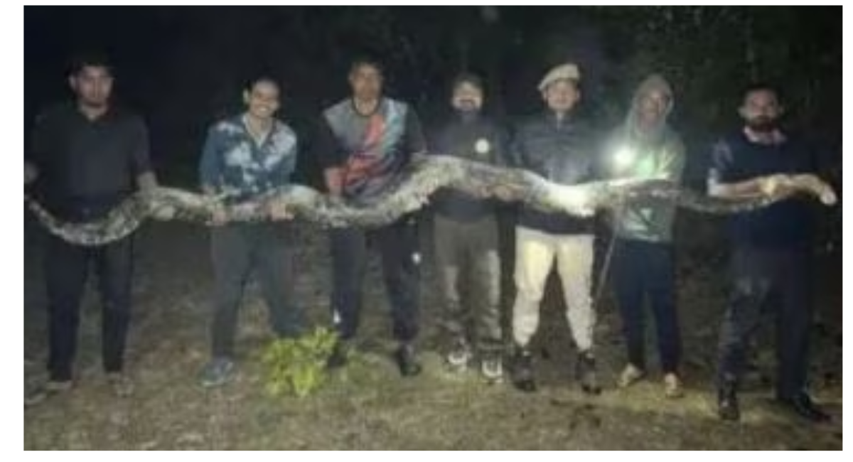 100 kg Burmese Python Rescued at Assam University; Video Goes Viral